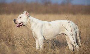 杜高犬适合家养吗